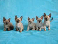 Bacardi, Baci, Bellablu, Bianca, Buffie